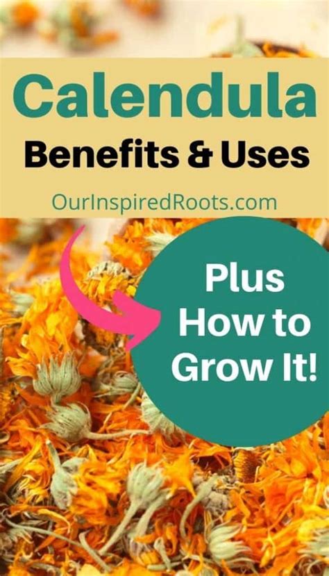 celine calendula|best uses for calendula.